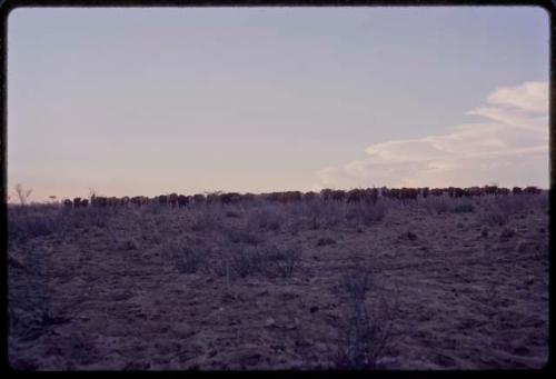 Herd of cattle heading toward their kraal