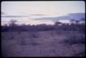 Cattle in their kraal in the evening light