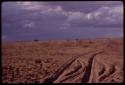 Distant view of veld with truck tracks, cloudy sky, and a herd of cattle in the evening