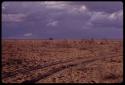 Distant view of veld with truck tracks, cloudy sky, and a herd of cattle in the evening