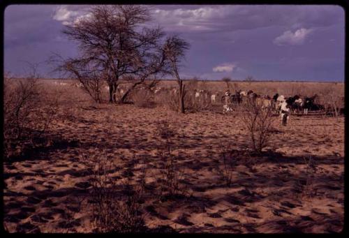 Herd of goats coming in from grazing