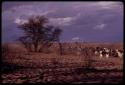 Herd of goats coming in from grazing