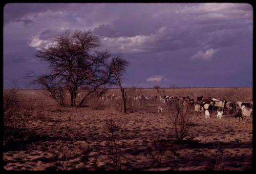 Herd of goats coming in from grazing