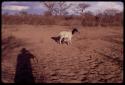 Goat standing, with a person's shadow in the foreground