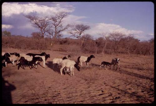 Herd of goats