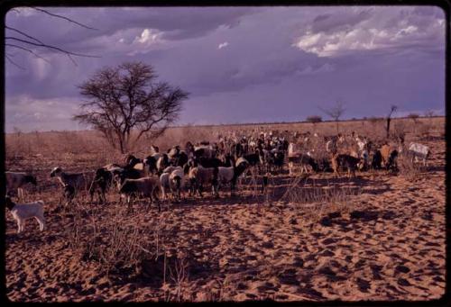 Herd of goats