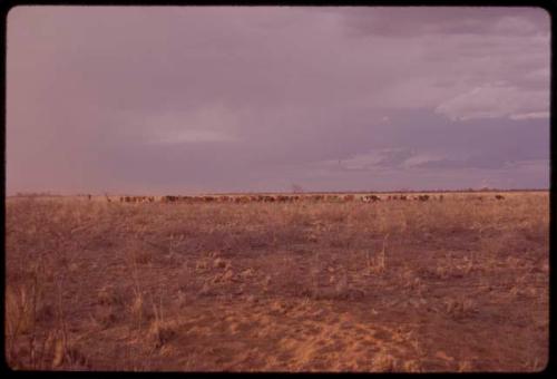 Herd of cattle coming in in the evening sky