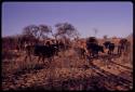 Cattle going out past werft in the early morning