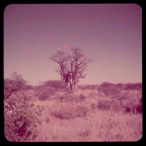 Scenery: Baobab tree to the north of Gautscha