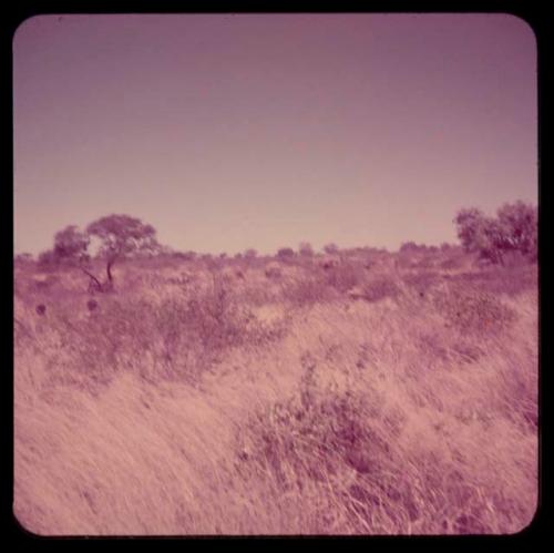 People walking in tall grass, with skerms in the distance