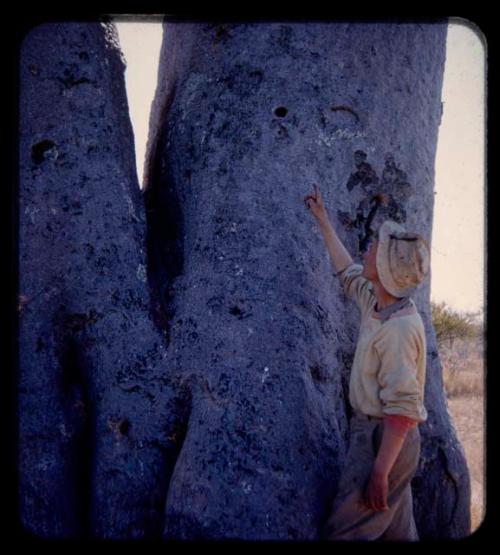 John Marshall pointing at holes for pegs on a baobab tree