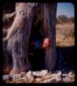 Elizabeth Marshall coming out of a hole of a baobab tree