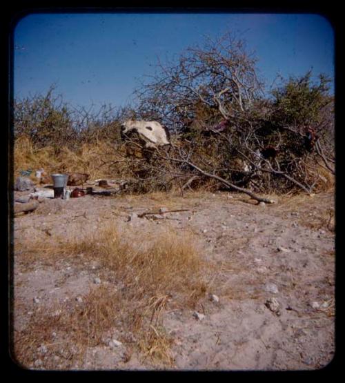 View of Picanin's camp