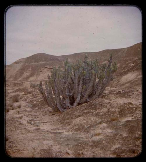 Euphorbia virosa, a poisonous tree