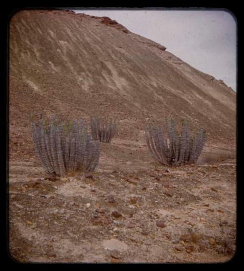 Euphorbia virosa, a poisonous tree