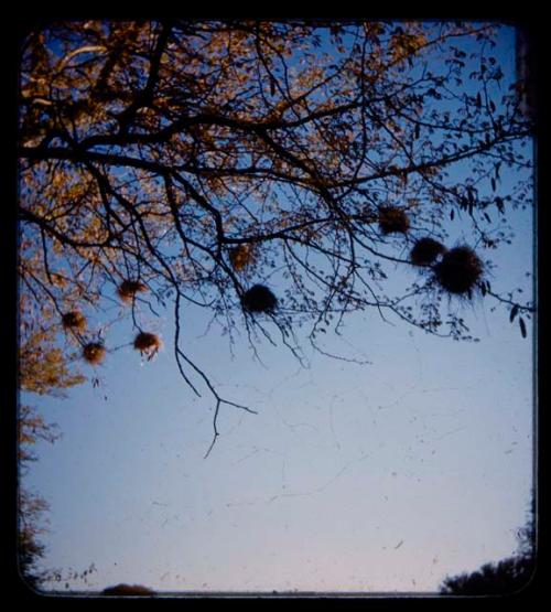 Weaver bird nests on trees