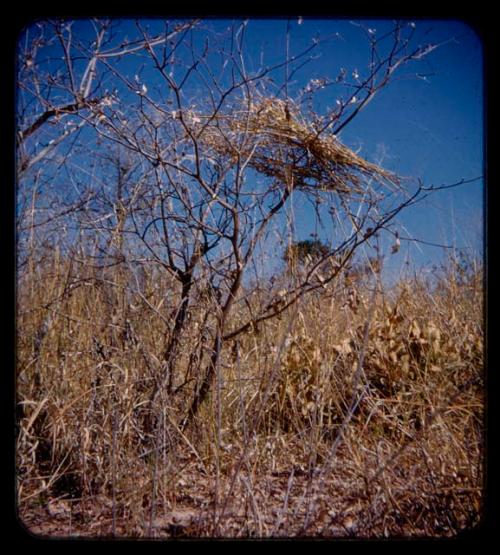 Bunch of grass in a bush, signaling that a waterhole is being used by a group temporarily living nearby