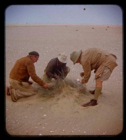 Charles Koch, Eric Williams, and Petrus collecting specimens from sand