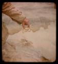 Eric Williams's hand holding a crab from sand