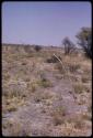 Two ostrich snares in a field