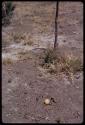 Gemsbok cucumber used as bait for a snare, close-up