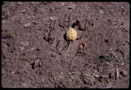 Gemsbok cucumber used as bait for a snare, close-up