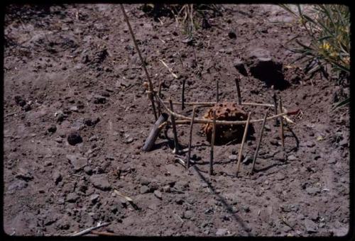 Gemsbok cucumber used as bait for a snare, close-up