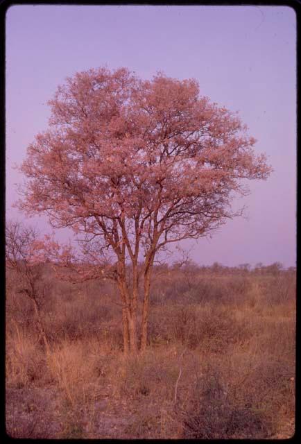 Tree in blossom