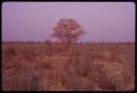 Tree in blossom, seen from a distance