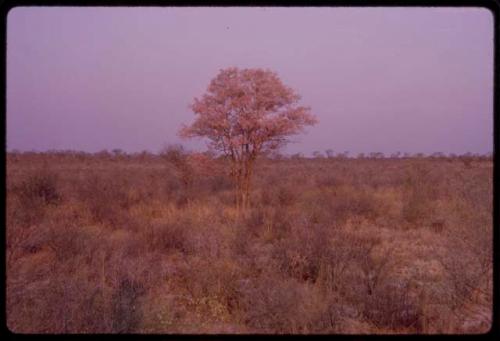 Tree in blossom, seen from a distance