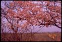 Branch of a tree in bloom, close-up