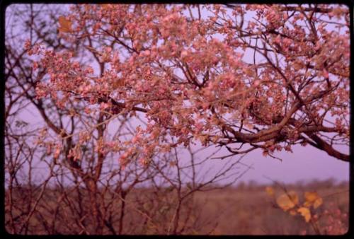 Branch of a tree in bloom, close-up