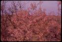 Branches of a tree in bloom, close-up