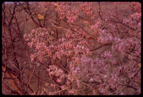 Branches of a tree in bloom, close-up