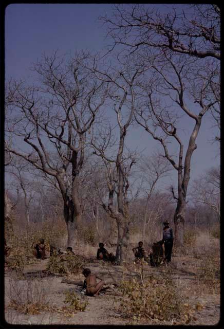 Group sitting under mangetti trees, Ngani standing by a tree, distant view