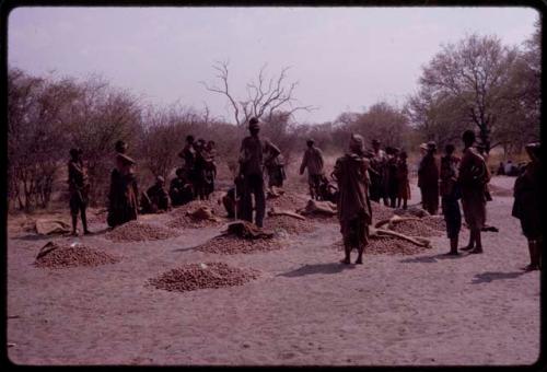 People preparing their piles of mangetti nuts