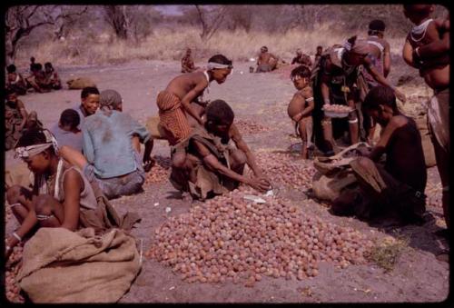 Groups of people sitting by piles of mangetti nuts