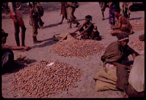 "Gao Medicine" sitting and pointing, other people by piles of mangetti nuts