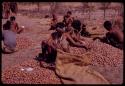 People filling their sacks with mangetti nuts to take to their werfts