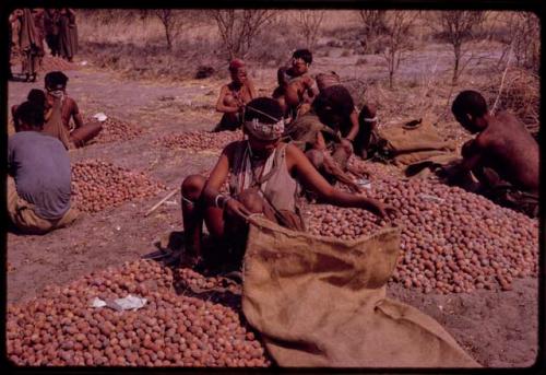 People filling their sacks with mangetti nuts to take to their werfts