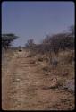 Tsumkwe-border road, cow in the distance