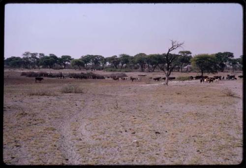 Cattle at a waterhole, in the distance