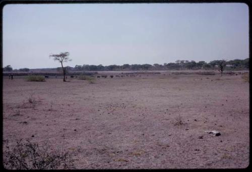 Over-grazed bare land