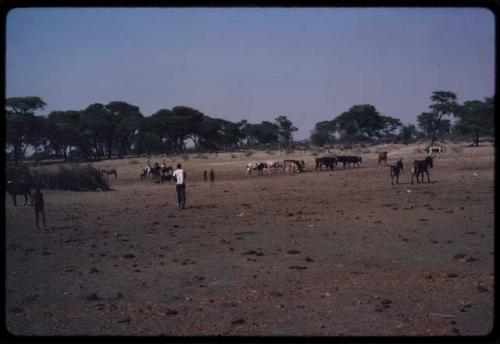 Animals and people near a waterhole