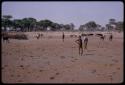 Animals and people near a waterhole