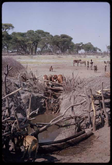 Two boys filling a water trough from a water hole; cattle drinking from the trough, seen from a distance