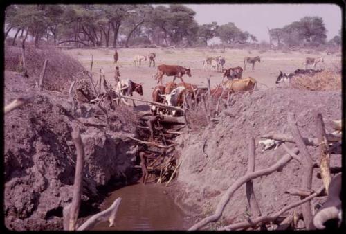 Two boys filling a water trough from a water hole; cattle drinking from the trough, seen from a distance