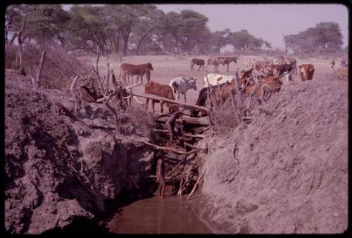 Two boys filling a water trough from a water hole; cattle drinking from the trough, seen from a distance