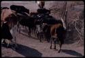 Cattle waiting to drink at a trough