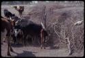 Cattle waiting to drink at a trough